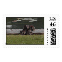 raccoons postage by cynthiadev raccoons postage