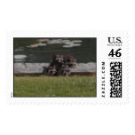 raccoons postage