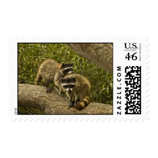 Raccoons Postage Stamp