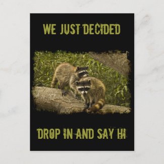 Raccoons Postcards