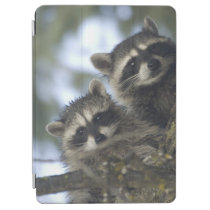 Raccoons Procyon Lotor) of Fish Lake, Central iPad Air Cover at  Zazzle