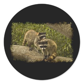 Raccoons Round Stickers