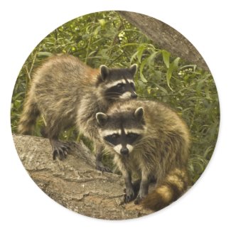 Raccoons Stickers