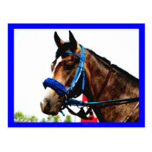 Race horse post card