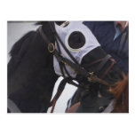 Race Horse Postcard