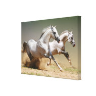 Race the Wind Horses wrappedcanvas