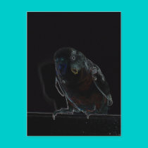 rachaelparakeet postcards by jenniekurono rachaelparakeet postcards