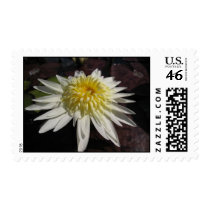 Rachel Presnell stamps
