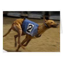 Racing Greyhound Greeting Card