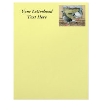 Racing Homers in Loft Letterhead