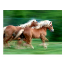 Racing Palomino Horses Postcard postcards