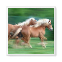 Racing Palomino Horses Square Magnet