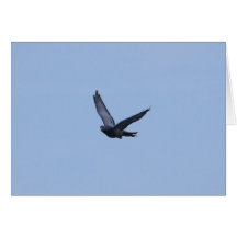 Racing Pigeon Coming Home Notecard
