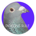 Racing pigeon head blu background, PIGEONS RULE stickers