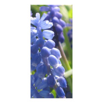 Rack Card - Grape Hyacinth