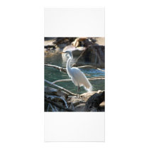 rack card template, egret photograph rack cards