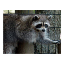 racoon4x6 postcards