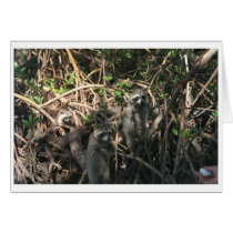 Racoon Family (C) cards
