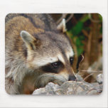 Racoon Mousepad