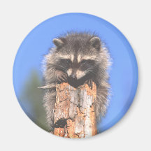 Racoon on Stump Magnets