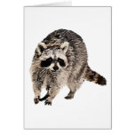Racoon plain cards