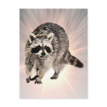 Racoon plain Greeting Card Post Cards