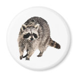 Racoon plain fridge magnets