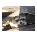 Racoon posters by ThirteenReasons Racoon posters