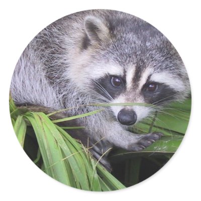 Racoon Stickers