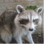 Racoon unamused acrylic cut out