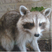 Racoon unamused photo sculptures