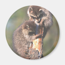 Racoons on Stump Fridge Magnets