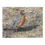 Rad Robin bird Postcards postcards