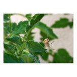 Radar Pest Control Business Cards