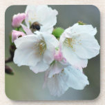 Radiant cherry blossom coasters
