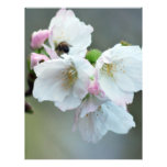 Radiant cherry blossom customized letterhead