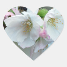 Radiant cherry blossom sticker