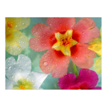 Radiant Primrose posters by herooftheuniverse Radiant Primrose posters