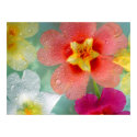 Radiant Primrose posters by herooftheuniverse Radiant Primrose posters