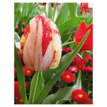 Radiant Red and White Tulip letterhead