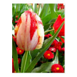 Radiant Red and White Tulip Postcards