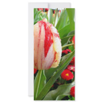 Radiant Red and White Tulip rack cards