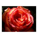 Radiant Rose posters by Floral_Dreamsnet Radiant Rose posters