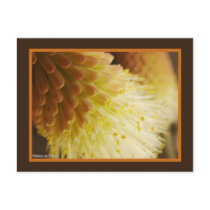 Radiant Torch Lily Postcards