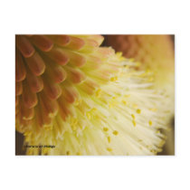Radiant Torch Lily Postcards