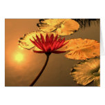 Radiant Water Lily with Spiritual Message cards