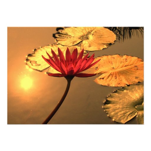 Radiant Water Lily with the Sun Reflecting Invite