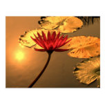 Radiant Water Lily with the Sun Reflecting postcards