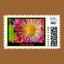 Radiating Chrysanthemum stamps