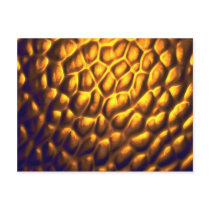 Radiating golden blob cluster postcards